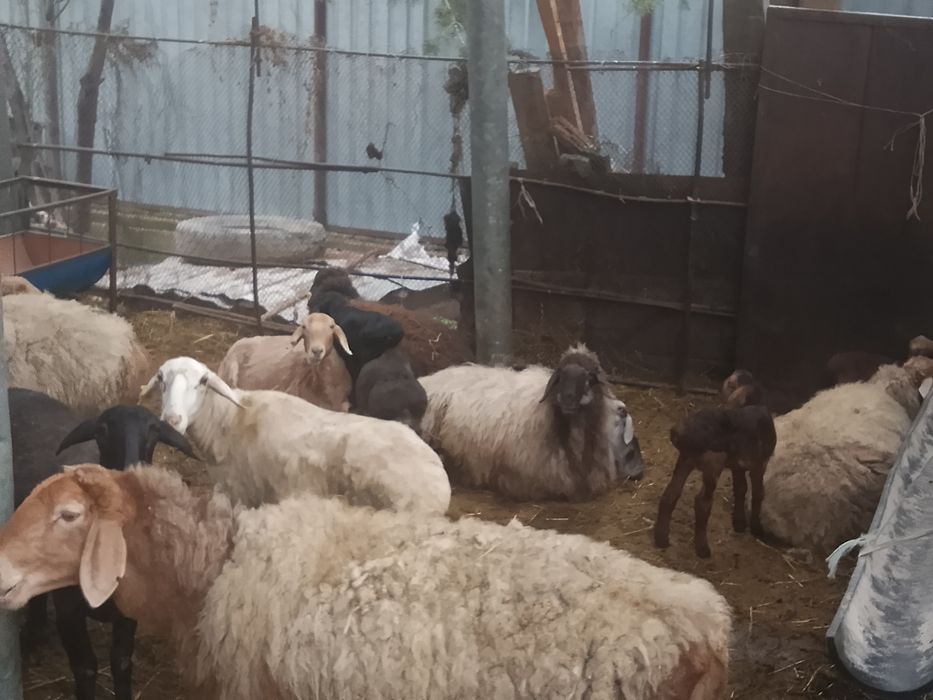 Бараны арашаны гисары