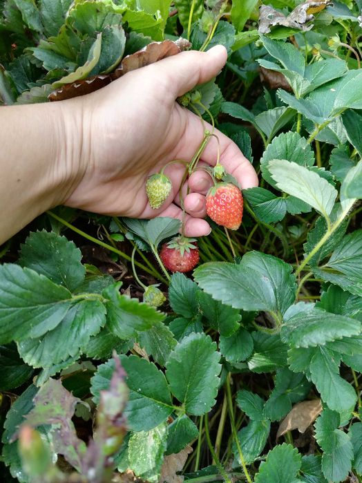 Продам дачу  10,4 соток