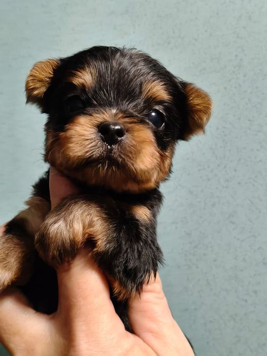 Очаровательные щенки йоркширского терьера.