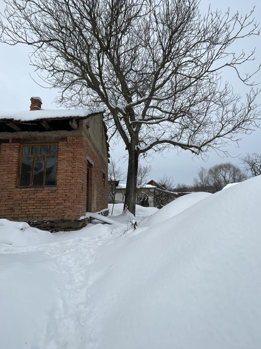 Vand nuc matur trunchi 4m