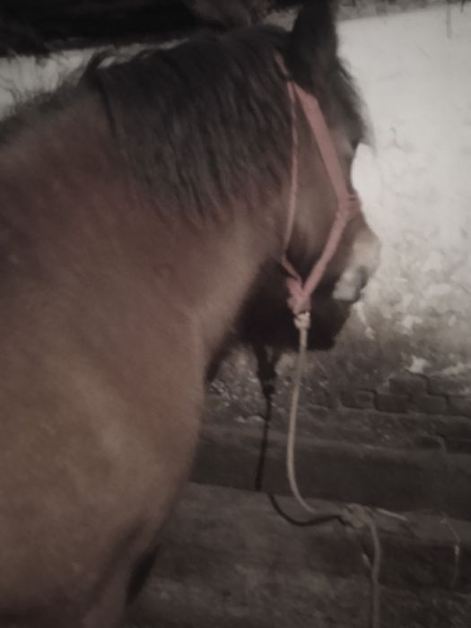 Iapa gestanta de 9 luni