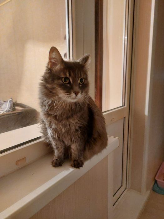 Ищет дом кошечка