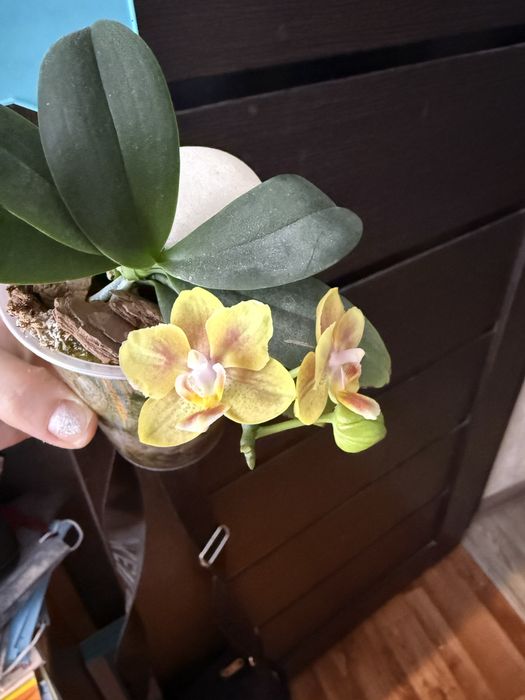 Орхидея фаленопсис