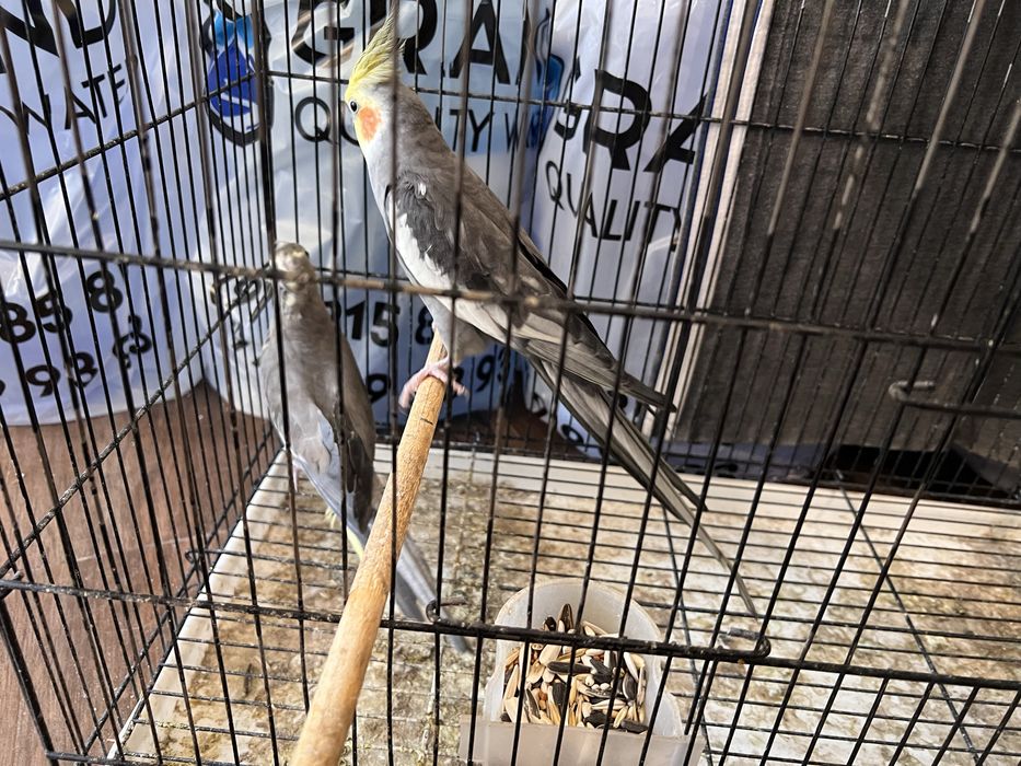 Продается самец кореллы (вместе с клеткой)