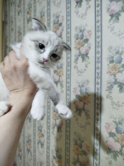 Продается котенок