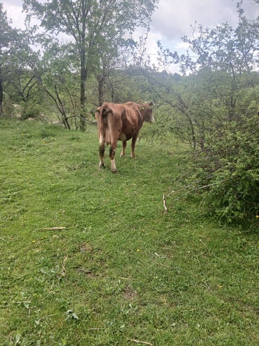 De vanzare vaci cu lapte
