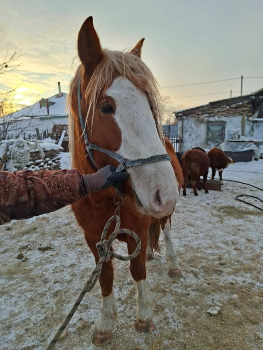 Продам жеребца полутяж 3.5 года