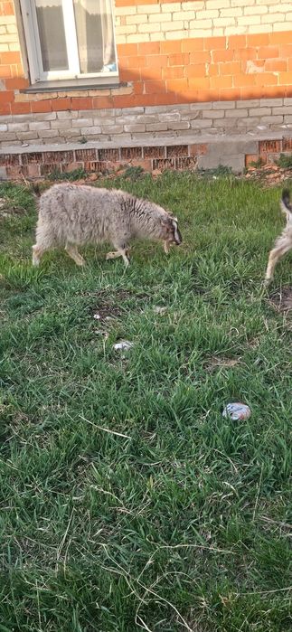 Козы разных пород