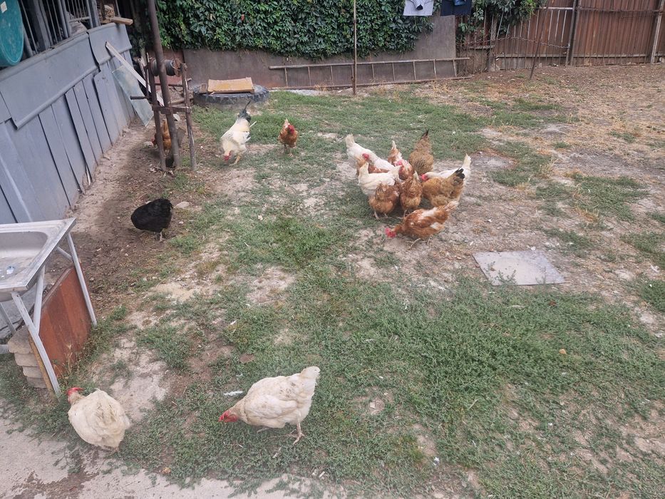 Продам кур всех сразу