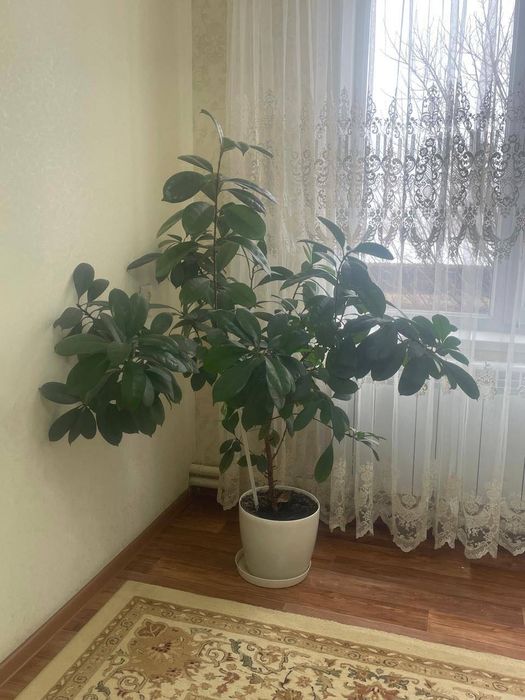 Комнатное растение фикусы