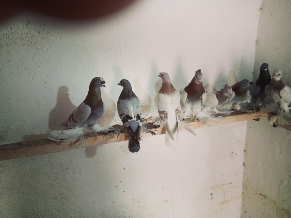 Голуби на игру. Молодёжь.