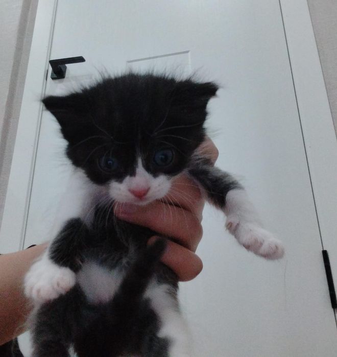 Котята ищут дом.