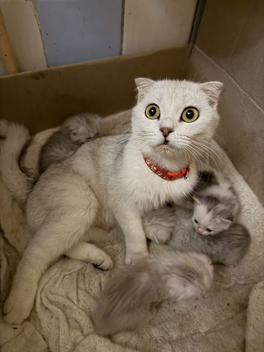 Кошка британская короткошерстная