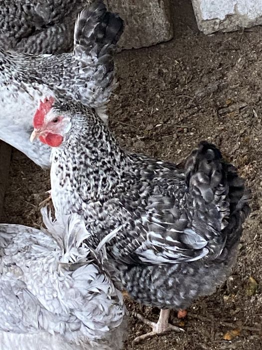 Яйца свежие для инкубации