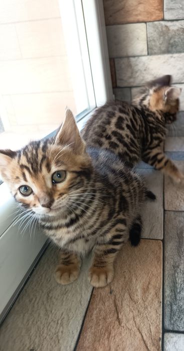 Породисто  бенгалско коте