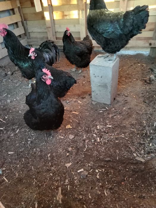 Джерс Гигант на продаже