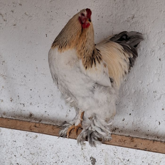 Брама хурозлар сотилади