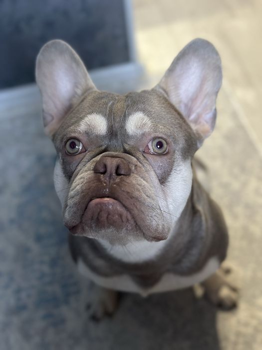 Французский бульдог