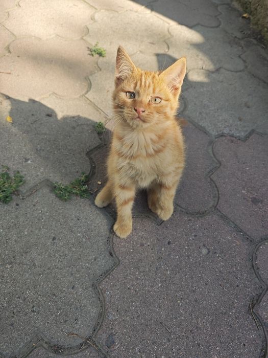 Отдам классных котят в добрые руки