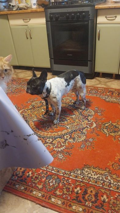 Отдам в добрые руки