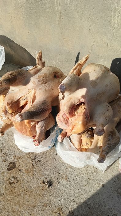 мясо индеек . индюк еті