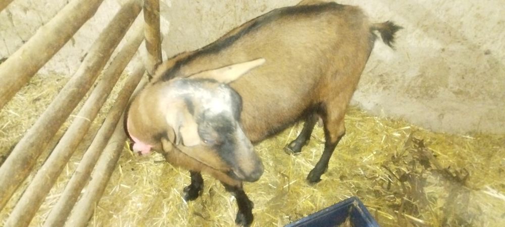 Эчки зоддор Алпин занен мурсиана расиески