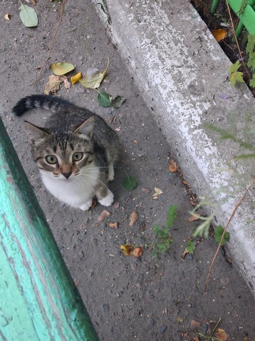 Котенок ищет себе теплый дом