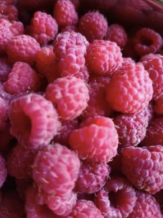 Продам малину домашнюю