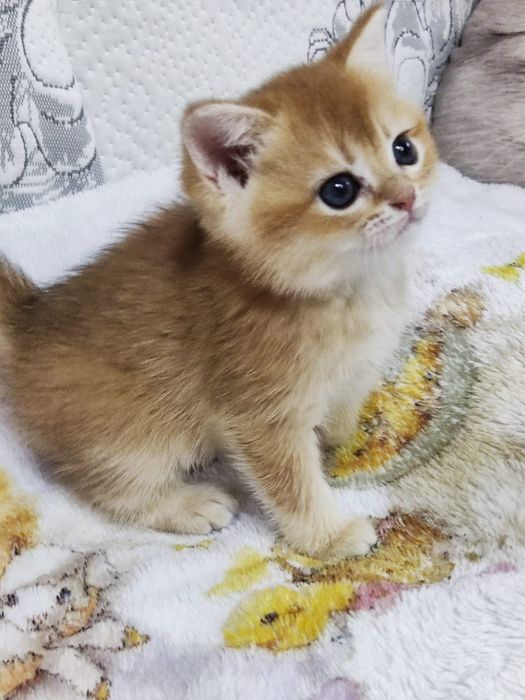 Scottish straight și scottish fold  gold.