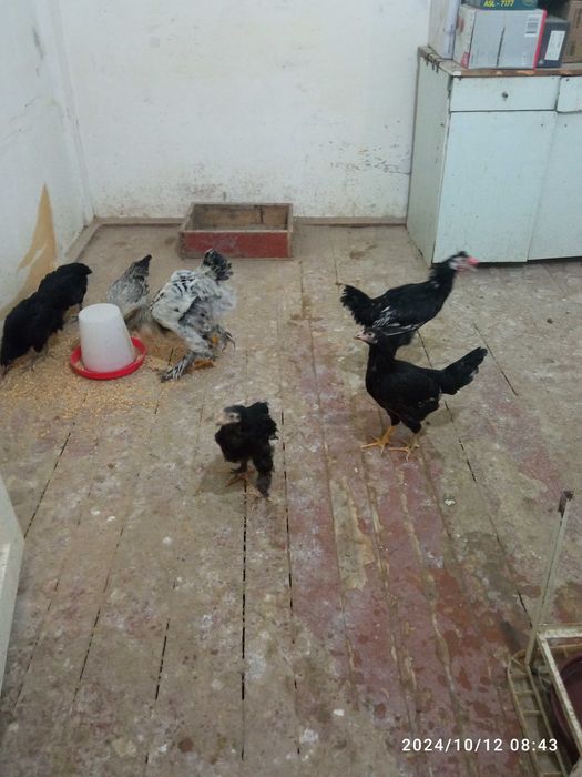 Xo'roz va tovuqlar sotiladi!!