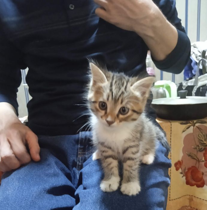 Котята 1,5 месячные