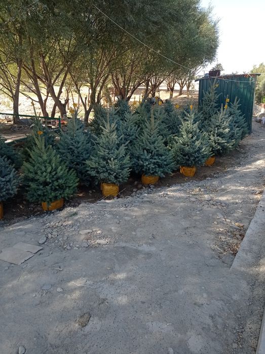 Galiboyyel yel oq archa