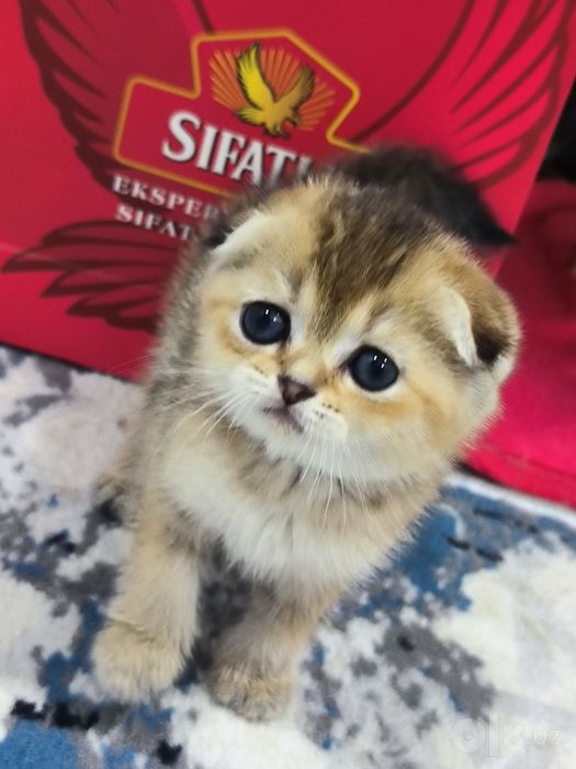 Котята чистокровные