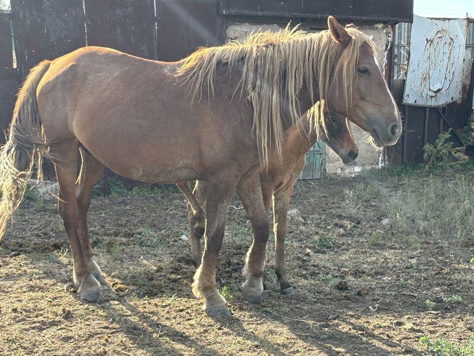 Полутяж бие сатылат