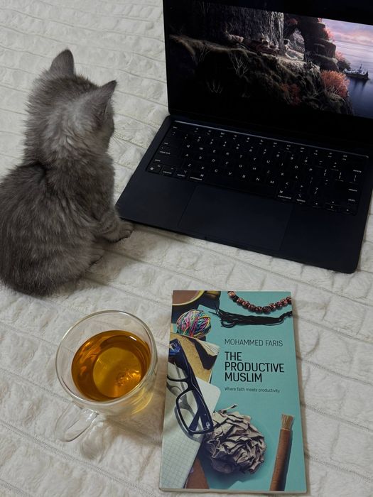 Britanskiy shinshilla