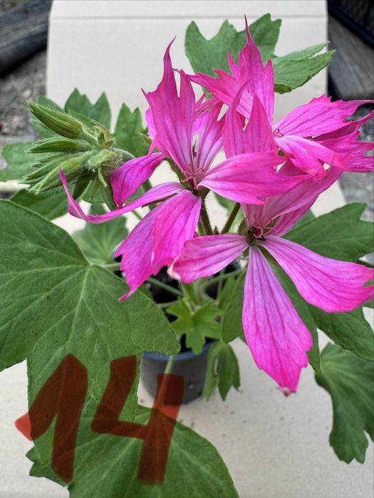 Пеларгониум мушкато Pelargonium – разцъфнало, здраво вкоренено растение ярки цветове (червено, розово, бяло) цветя за балкон, тераса, саксии и градина
