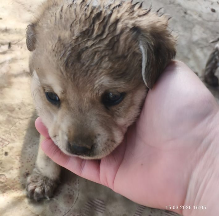 Щенки звонки мелкие