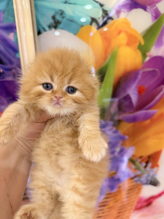 Шотланский Скоттиш Фолд!