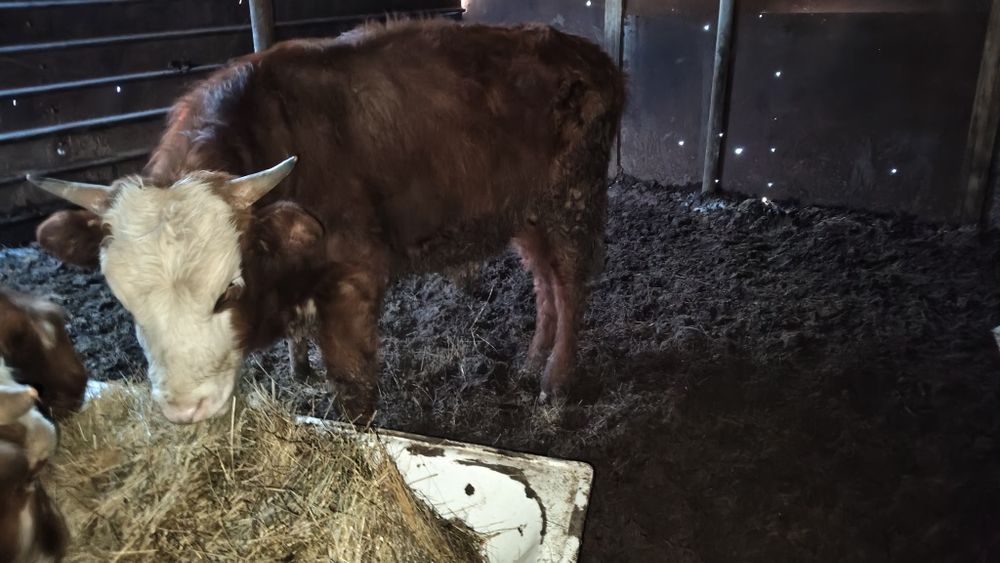 Продам бычка, откорм