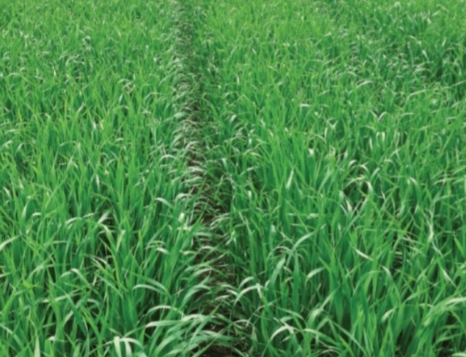 Samanta Certificata Mazare C1,Orzoaică C1,Ovaz C1,Porumb,Floarea Soare