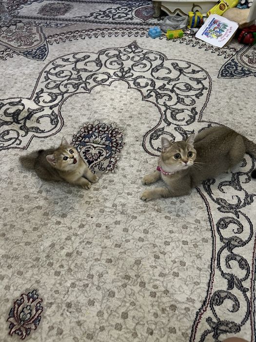 Британская золотая шиншила.