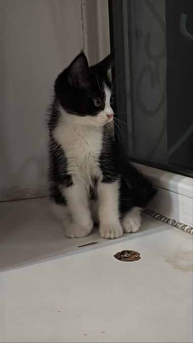 домашний котенок
