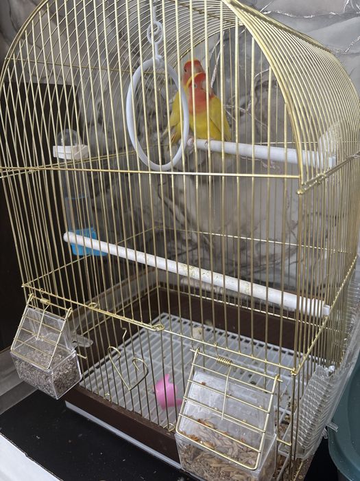 Продам неразлучников