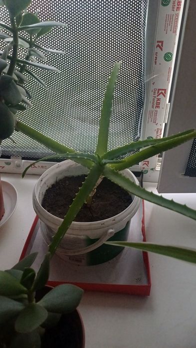 Продам домашние цветы.