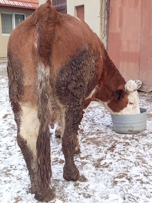 Vând vaca la a 2 fătare