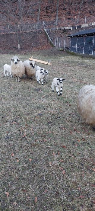 Oi de vânzare .turcane