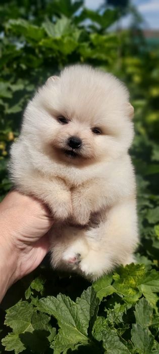 Шпицы кремового окраса