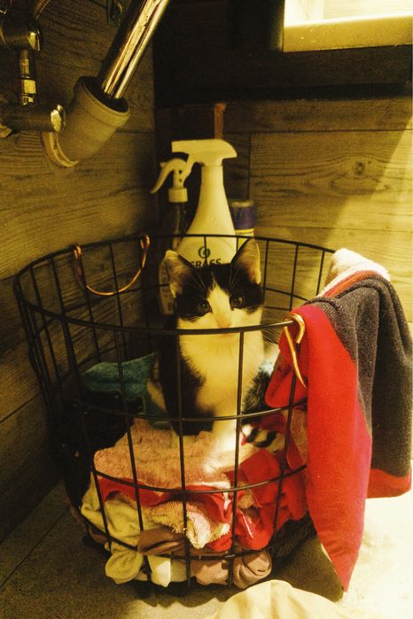 Котенок ,мальчик в добрые руки