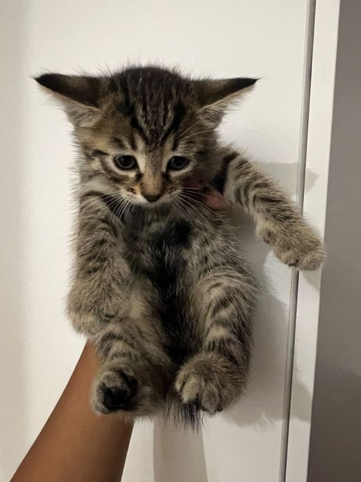 Отдам котят даром в добрые руки