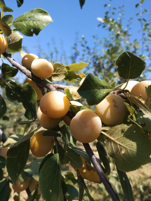 Продава се Земеделски имот в Севлиево -  кв.м за 26 €/дка - Снимка #8